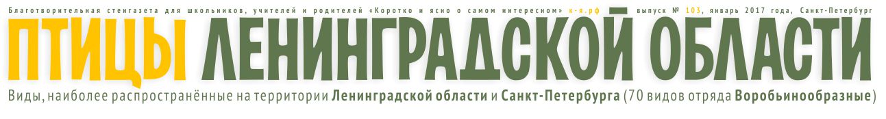 Стенгазета «Птицы Ленинградской области, часть 1»