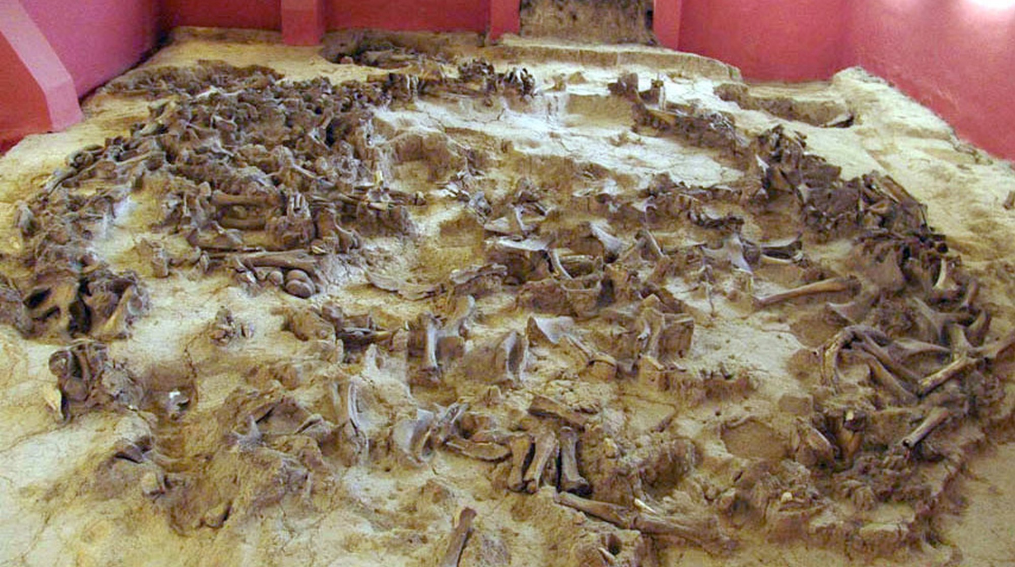 Остатки древнего жилища из костей мамонта возрастом в 20000 лет – главный экспонат Государственного археологического музея-заповедника Костёнки (kostenki-museum.ru).   
