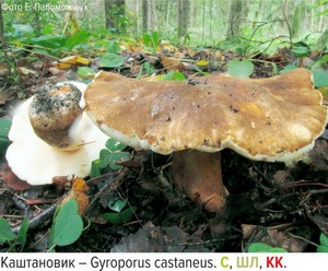  Стенгазета «Лишайники и редкие Лишайники и редкие грибы Ленинградской области».