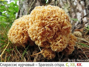  Стенгазета «Лишайники и редкие Лишайники и редкие грибы Ленинградской области».
