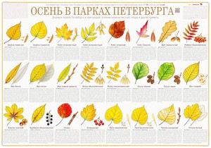  Стенгазета «Осень в парках Петербурга»