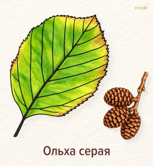  Стенгазета «Осень в парках Петербурга»