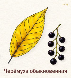  Стенгазета «Осень в парках Петербурга»