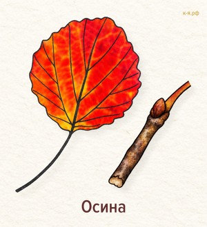  Стенгазета «Осень в парках Петербурга»