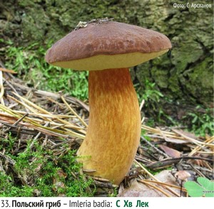 Польский гриб – Imleria badia