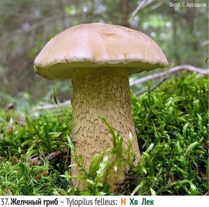 Желчный гриб – Tylopilus felleus
