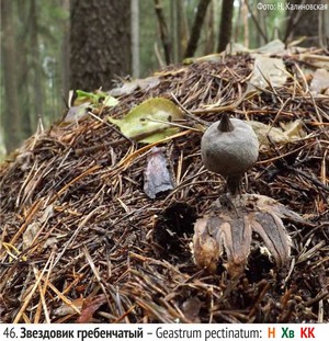 Звездовик гребенчатый – Geastrum pectinatum