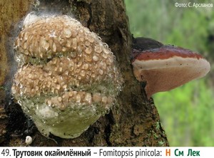 Трутовик окаймлённый – Fomitopsis pinicola