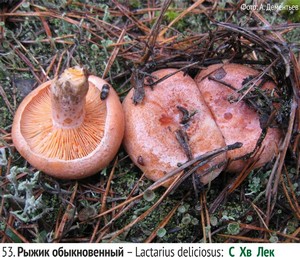 Рыжик обыкновенный – Lactarius deliciosus