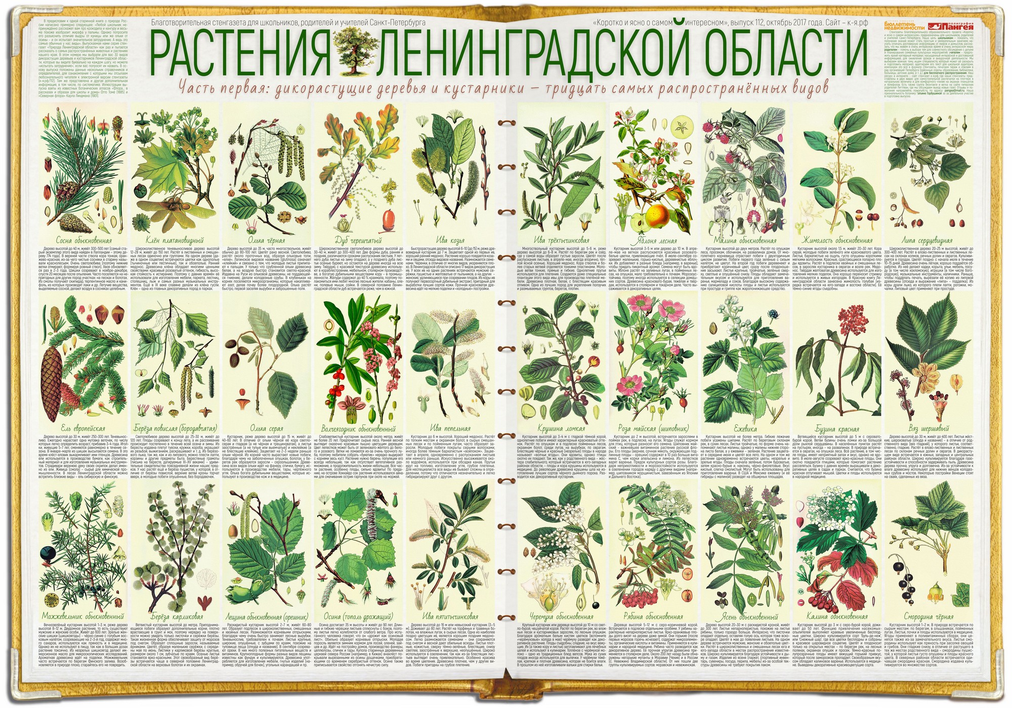 Растения Ленинградской области – 1