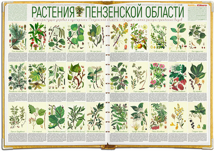 Растения Пензенской области