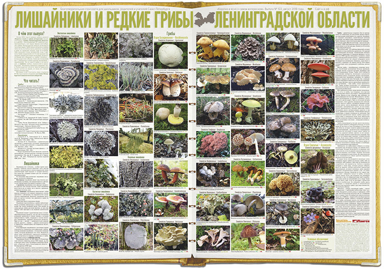 Лишайники и редкие грибы Ленинградской области
