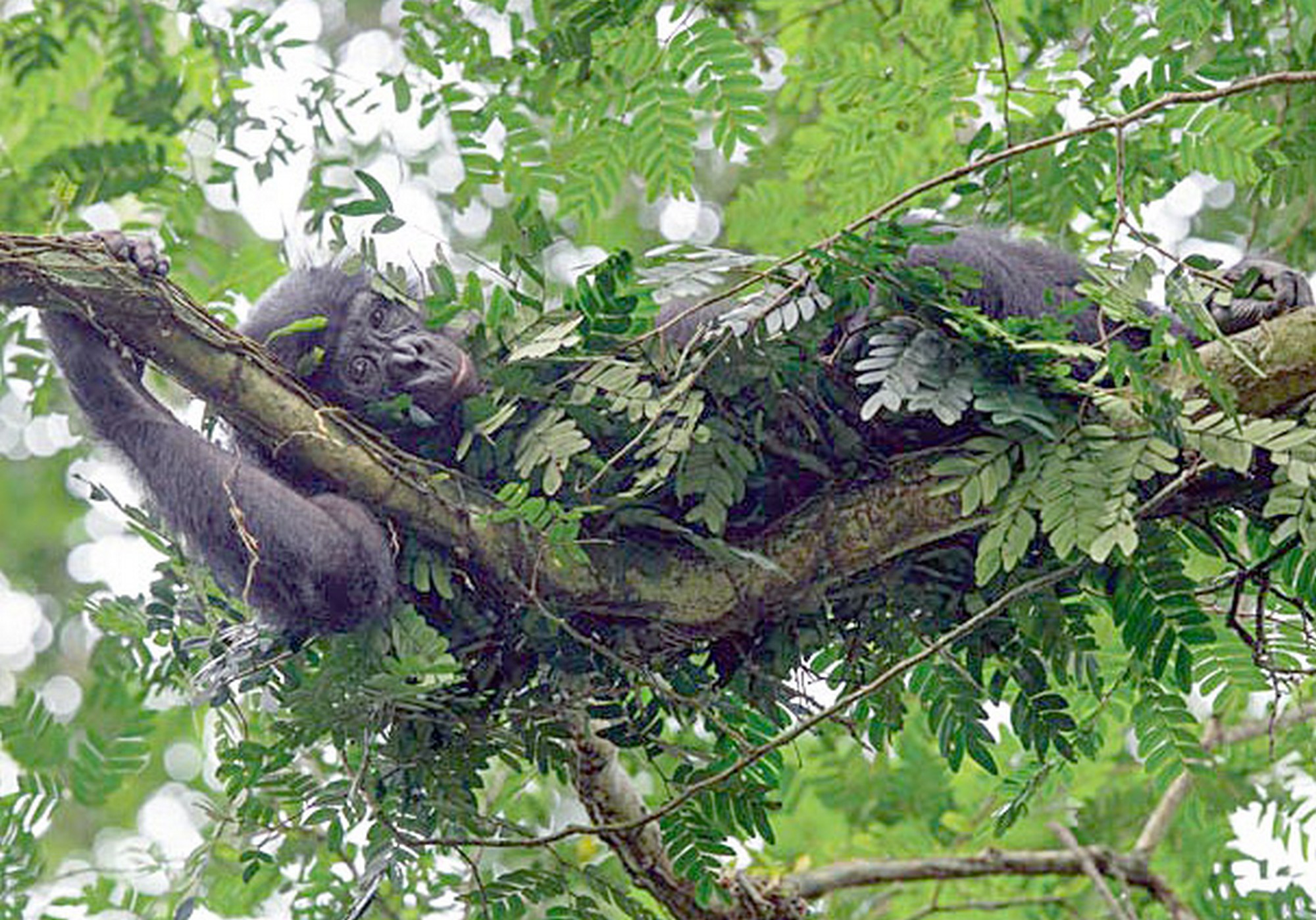 Шимпанзе бонобó в своём гнезде. Заповедник Коколопори, Конго (ngm.nationalgeographic.com / Christian Ziegler).