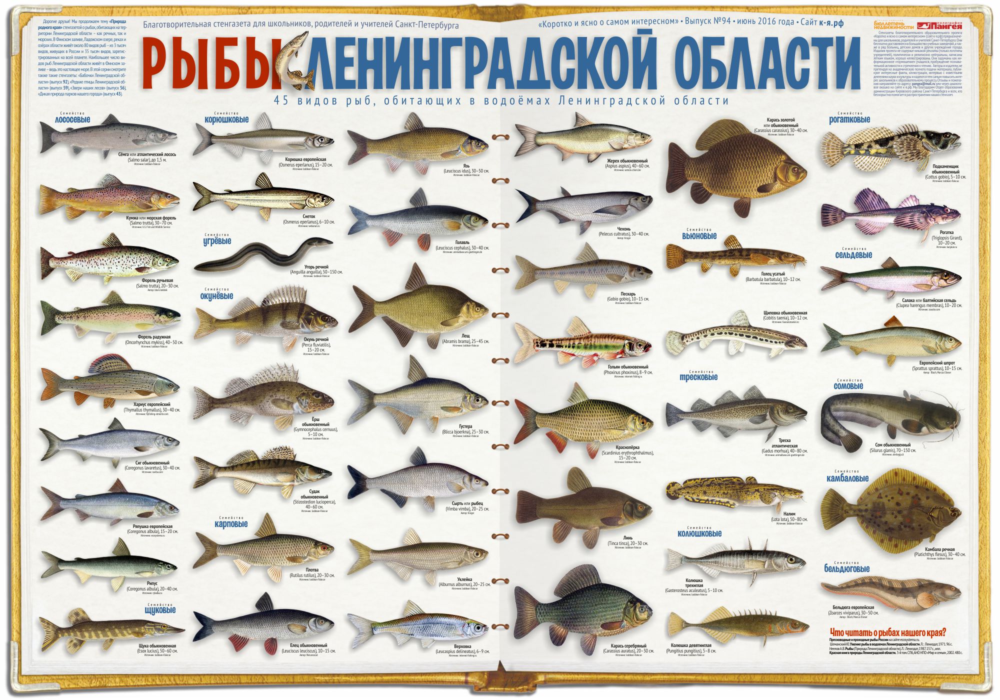 Рыбы Ленинградской области