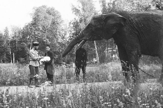 Николай II кормит слона в Царском селе